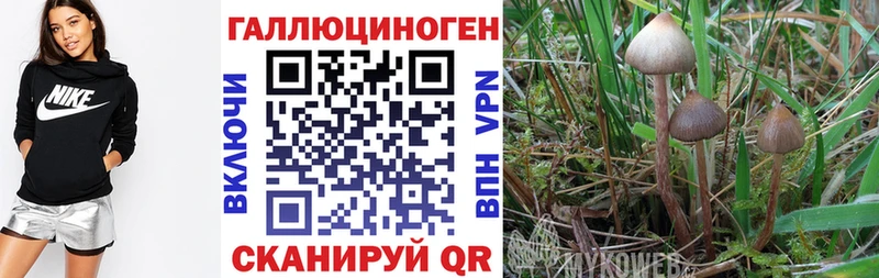 Купить закладки  Татарск  Галлюциногенные грибы прущие грибы 